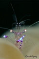   Periclimenes sp. sp  